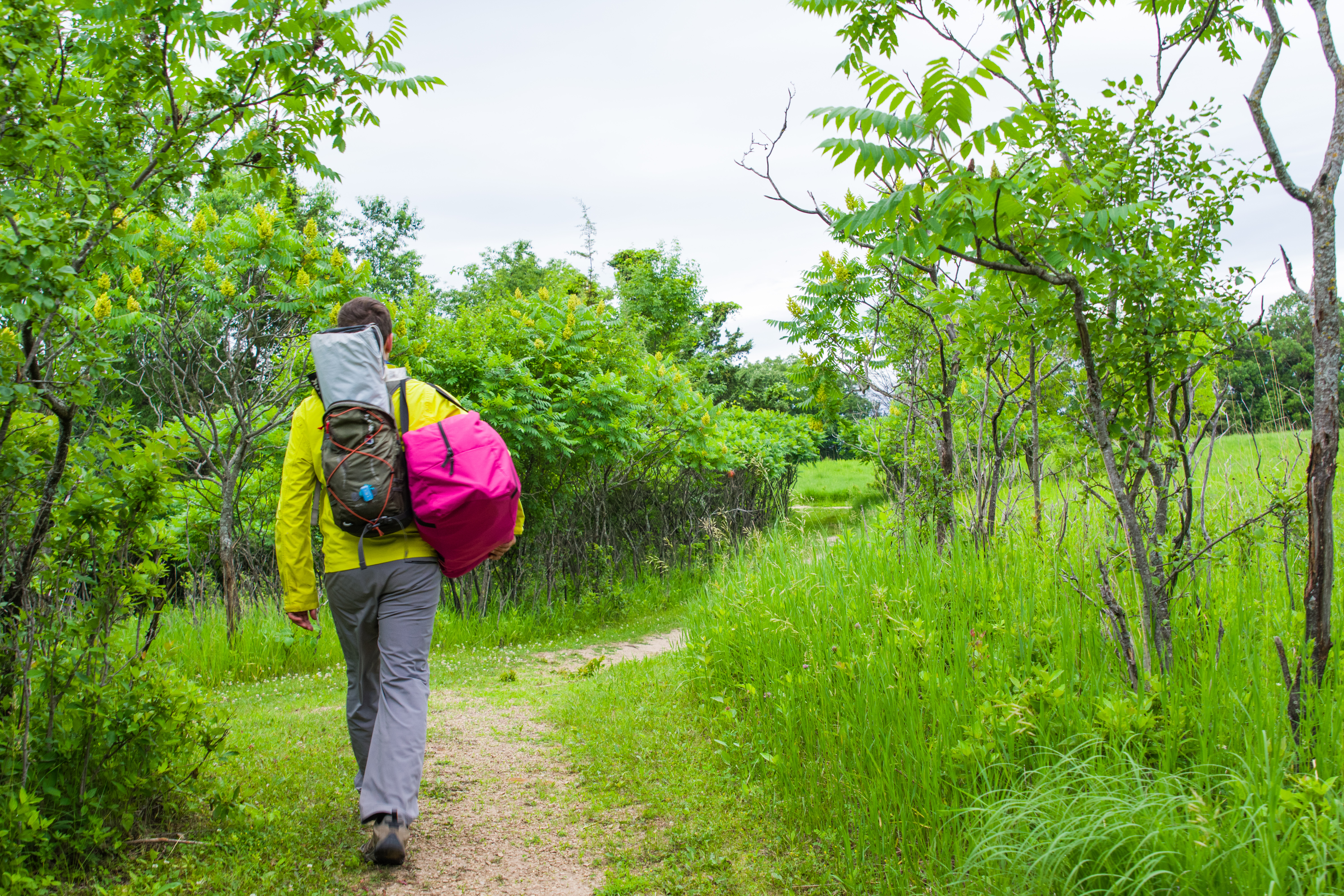 man hiking in green woods